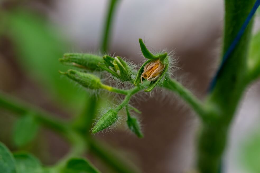 Caderea florilor la tomate, avortarea si stimularea 